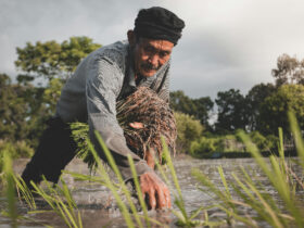 Ilustrasi Menanam Padi yang dilakukan oleh petani