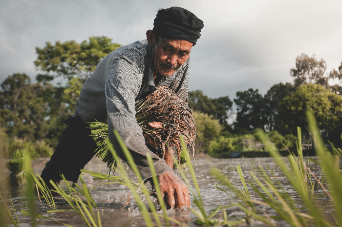 Ilustrasi Menanam Padi yang dilakukan oleh petani