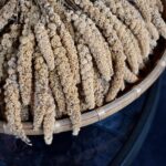 Sorghum-Biji-bijian Menjadi alternatif makanan yang lebih sehat