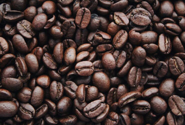 Ilustrasi Perkebunan Kopi