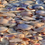 Ilustrasi Kerang Mutiara
