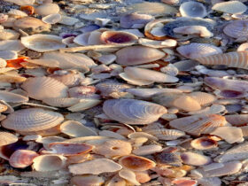 Ilustrasi Kerang Mutiara
