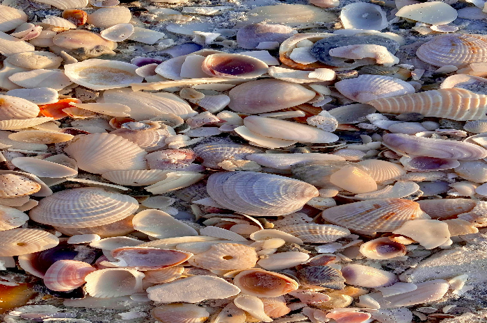 Ilustrasi Kerang Mutiara