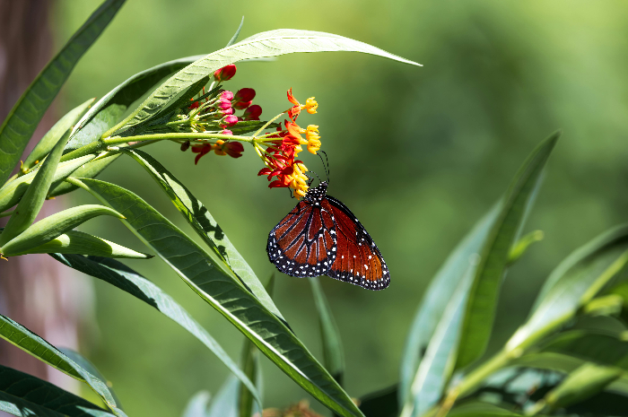 Ilustrasi Melestarikan Flora dan Fauna Indonesia
