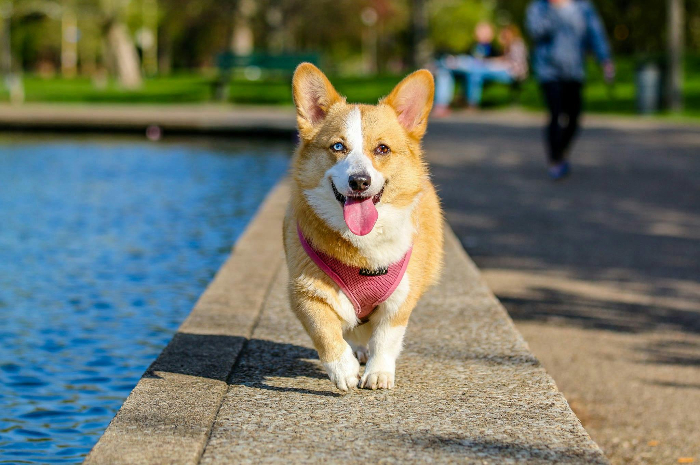 Tips Cerdas Menjaga Kesehatan Anjing