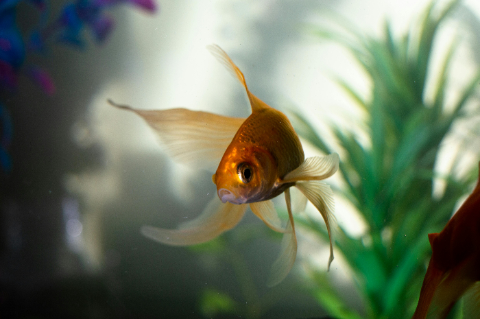 Merawat ikan hias