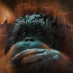 Ilustrasi Orangutan dan Habitatnya