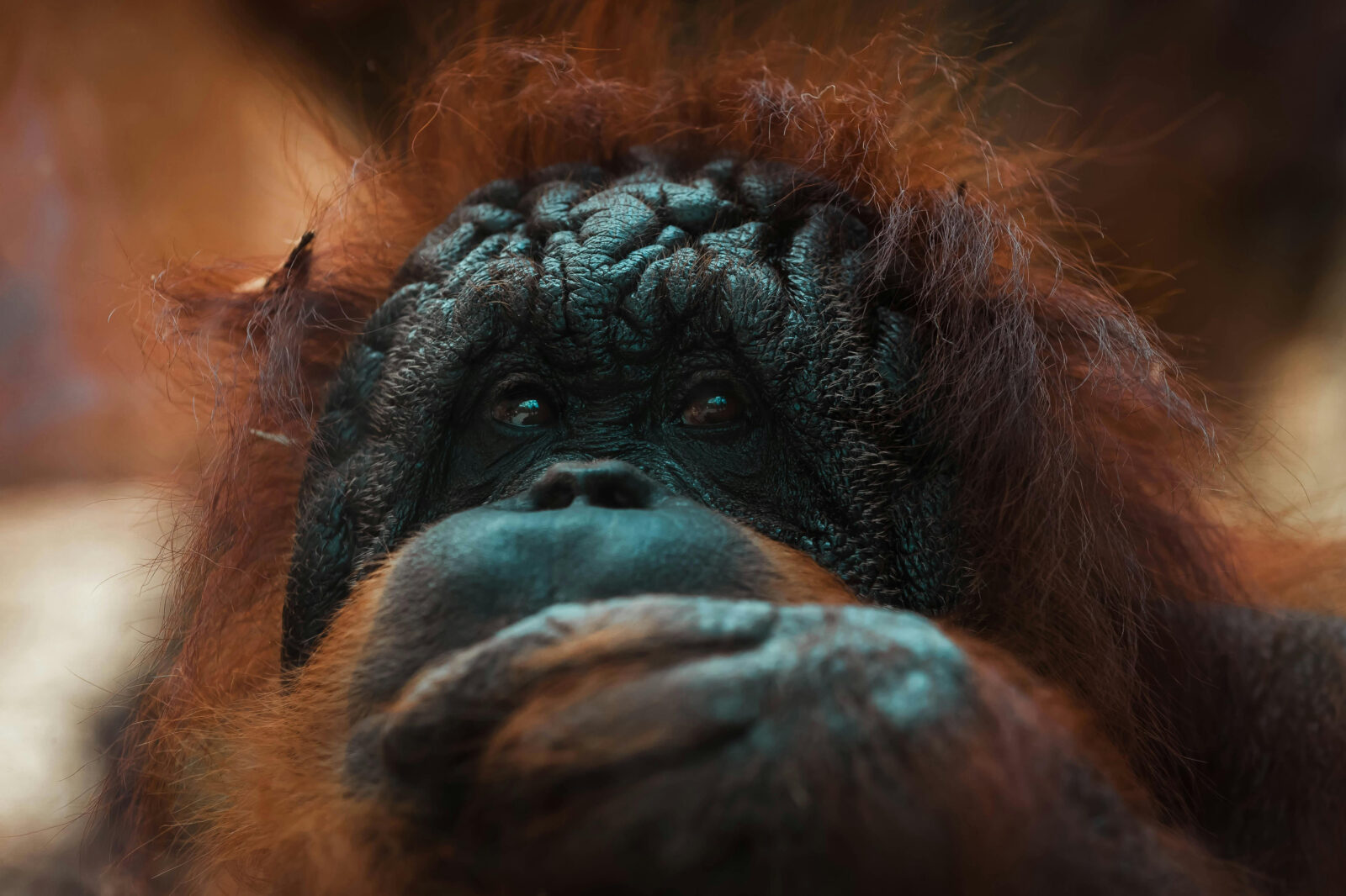 Ilustrasi Orangutan dan Habitatnya