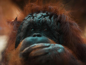 Ilustrasi Orangutan dan Habitatnya